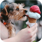 Dog licks ice cream cone